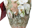 Navis Mysterium Amphora,2015