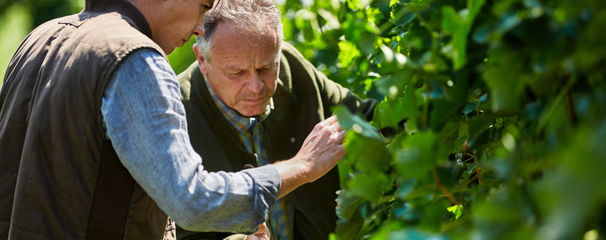 #harvest19: Making Sauvignon Blancs for ageing