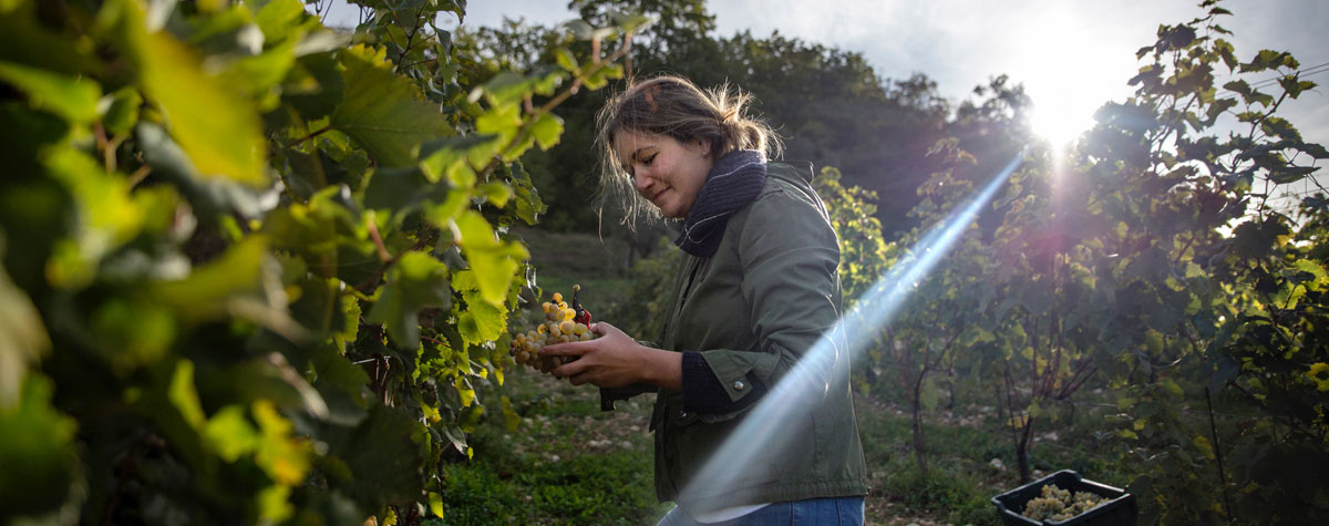 Scottish family plants 5ha of Maturano