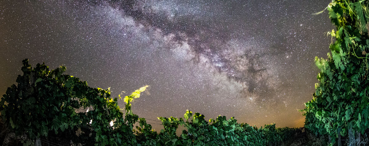 The beauty of vineyards at night