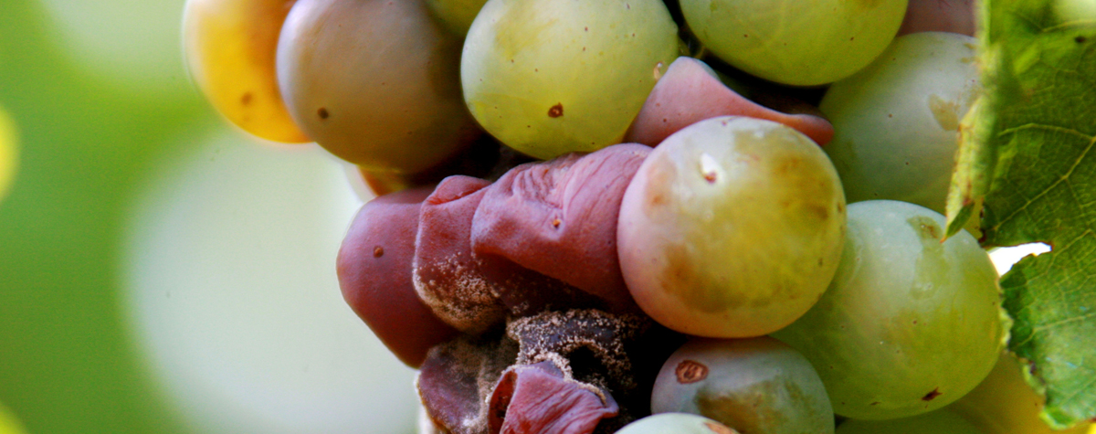 Furmint: The most versatile grape?