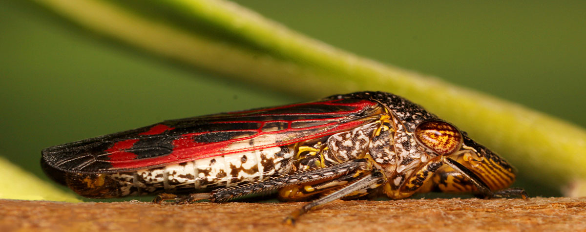 Are you ready for the ‘fire bacteria’?
