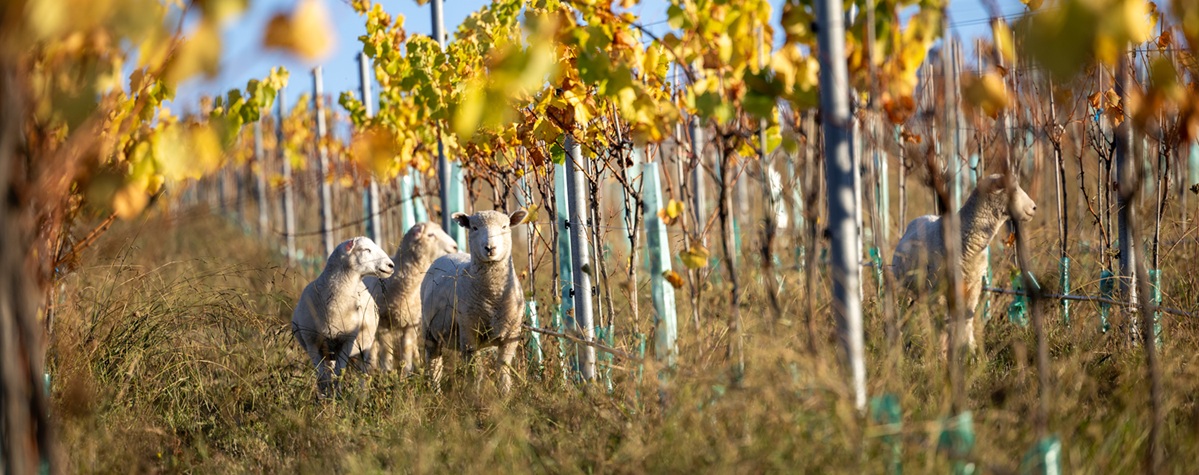 Leaf removal: Using sheep