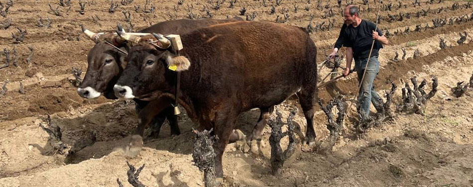 Visiting the ‘Jurassic Park of viticulture’