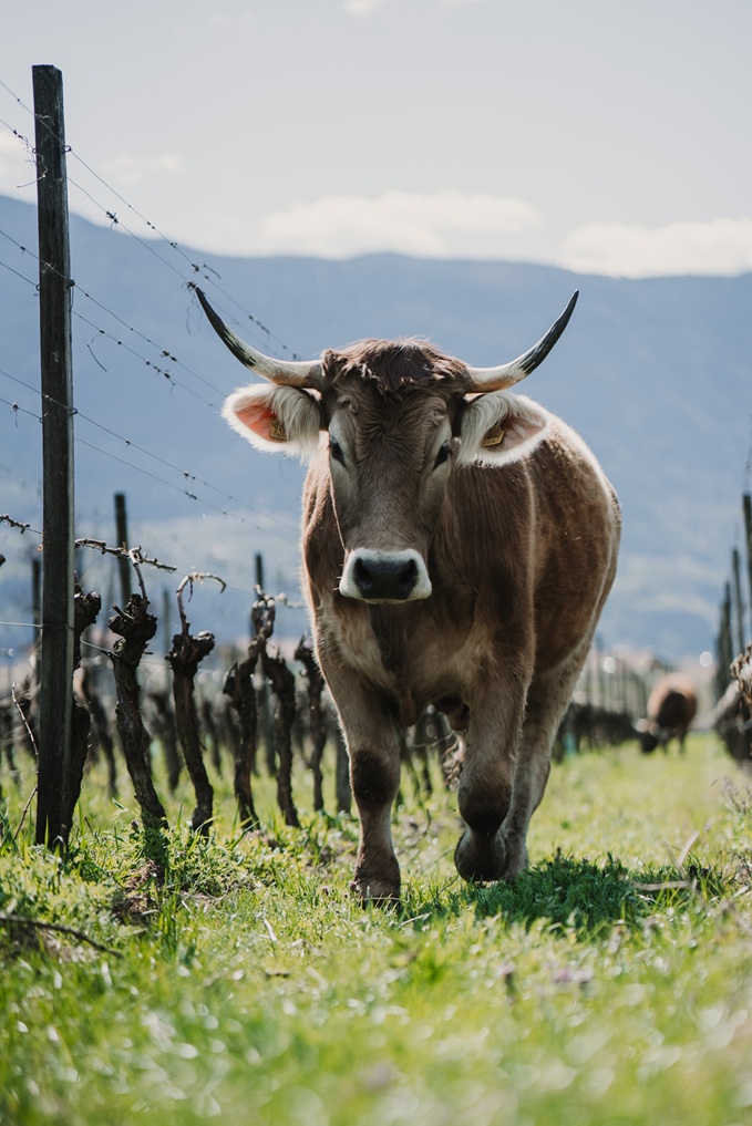 Biodynamics-ox