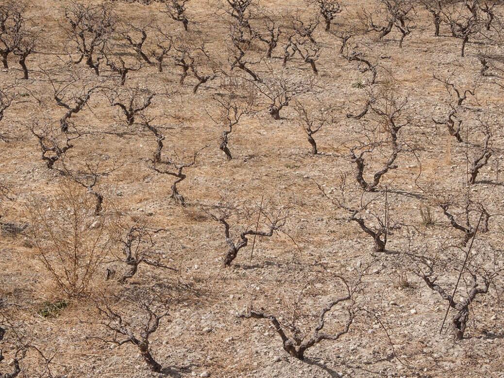 Super El Niño: What It Could Mean for the World's Vineyards