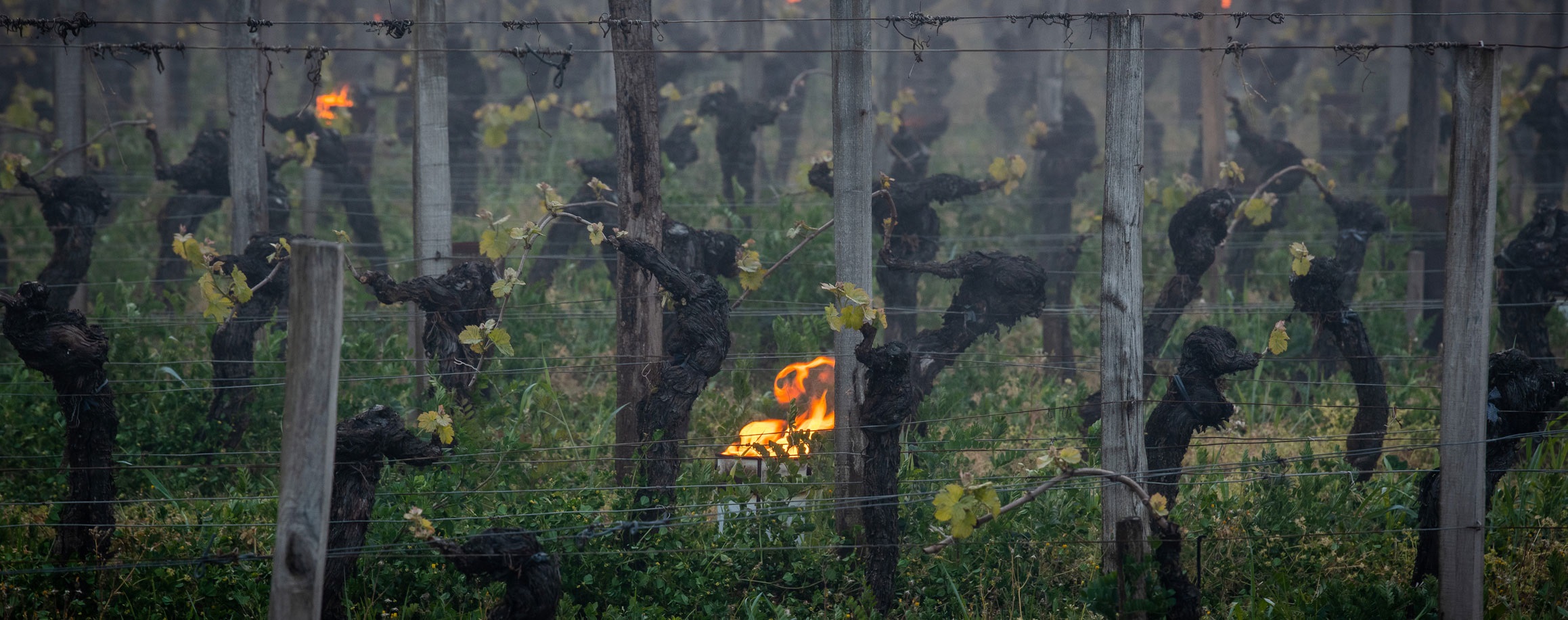 Frost: lessons from Champagne