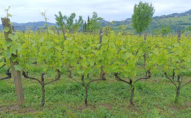 Gravner-pruning