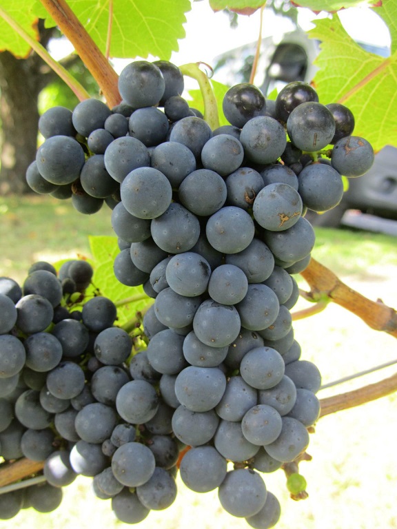 Cabernet_Cortis