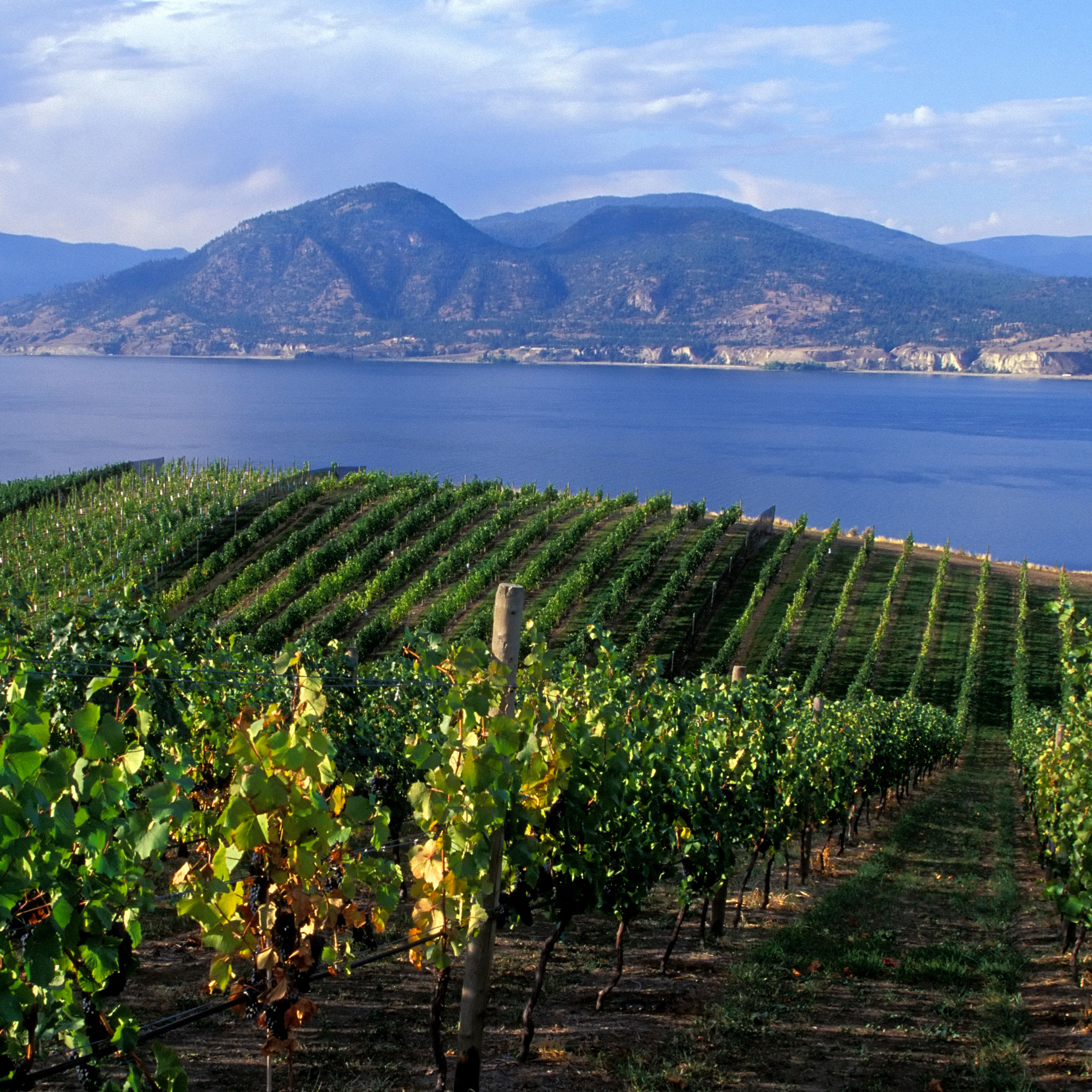 How women became winemakers here