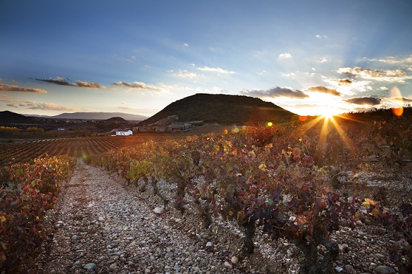 LAN-vineyard