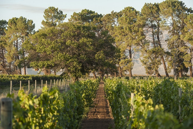 Achaval-Ferrer-vineyard