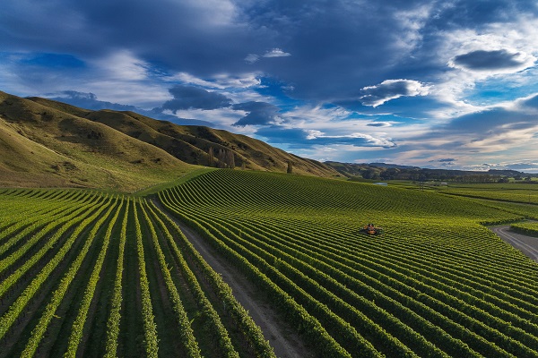 LDH-Awatere-Valley-vineyard