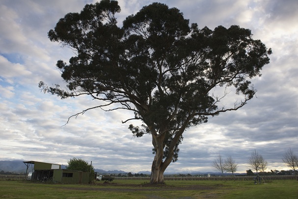 JEGumTree