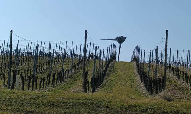 MarofVineyard