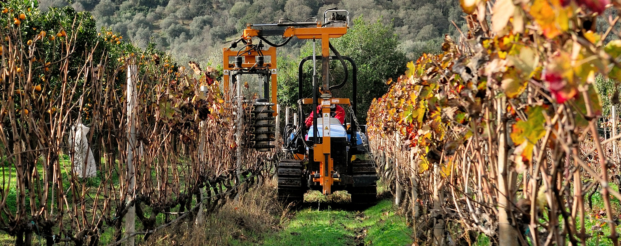 Vineyards: the latest research