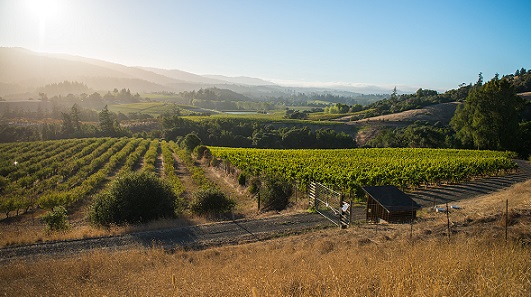 Navarro-VineyardGateView