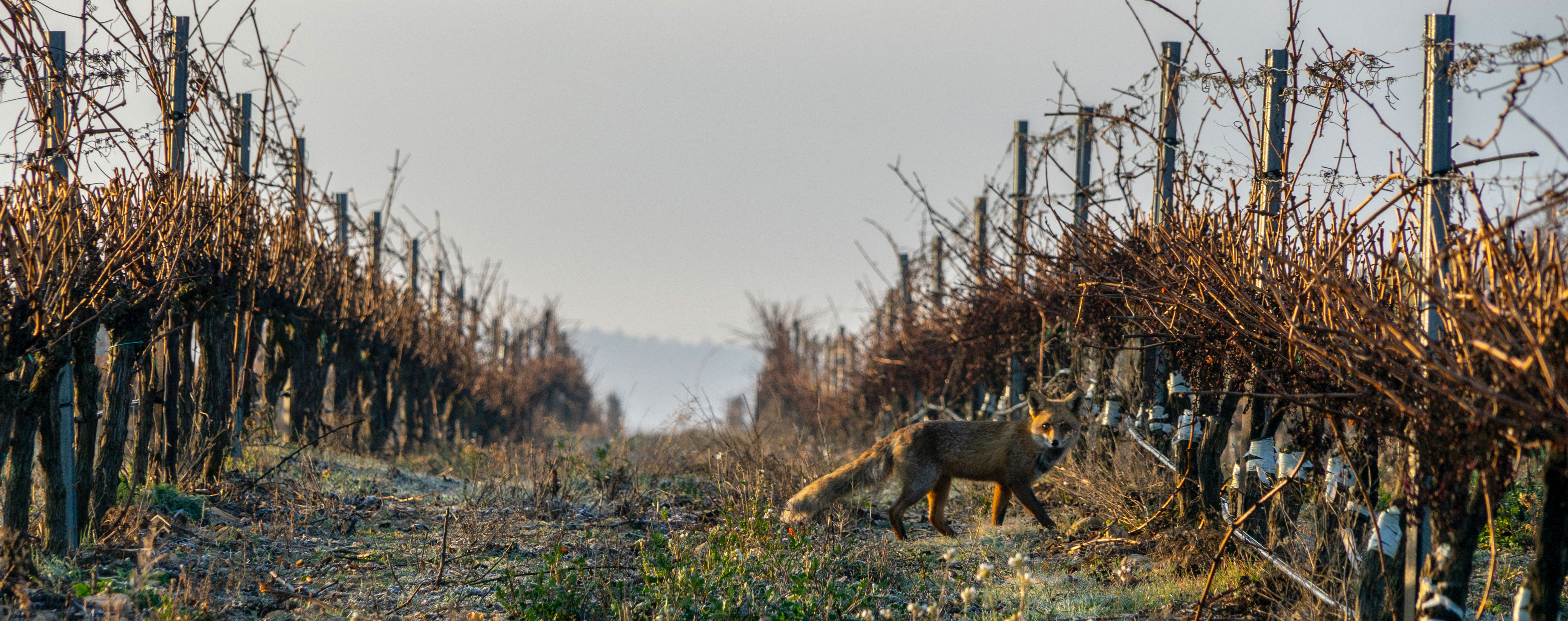 Navarra’s dilemma: biodiversity or extra renewable energy?