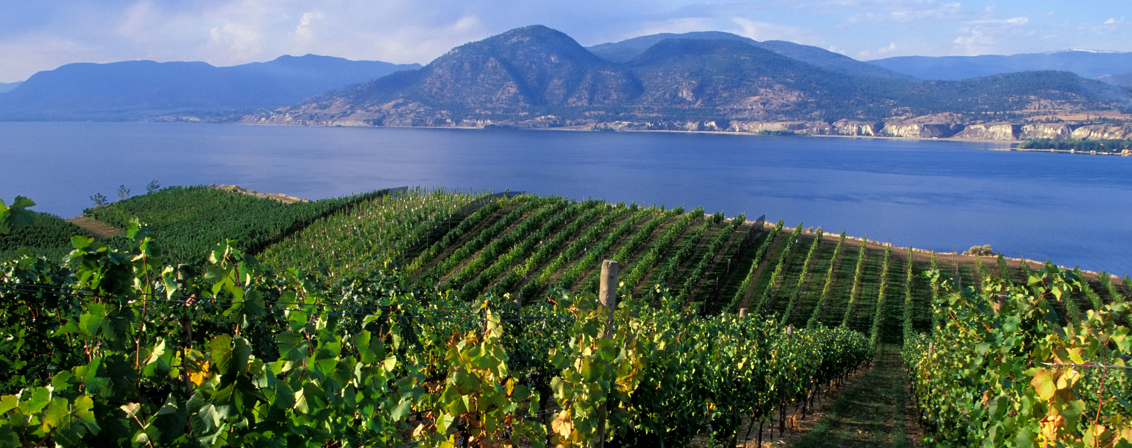 How women became winemakers here