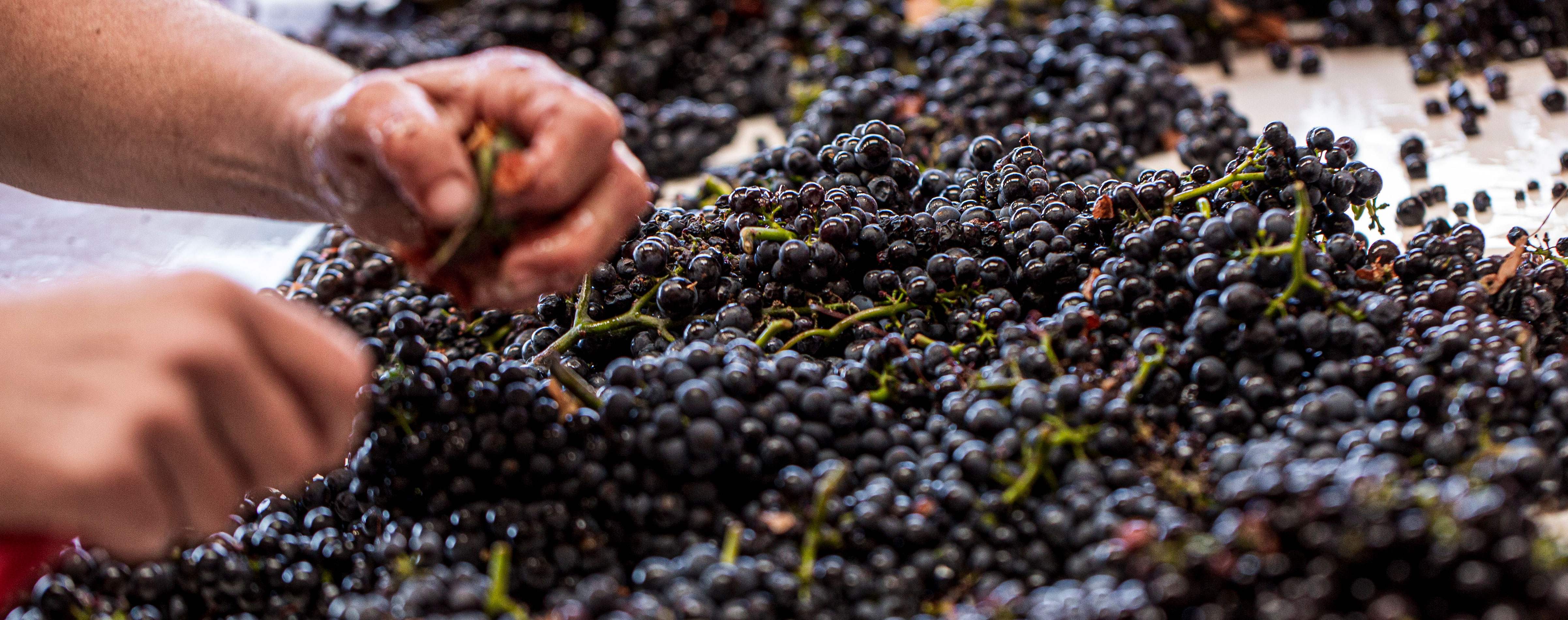 Different approaches to Pinot Noir