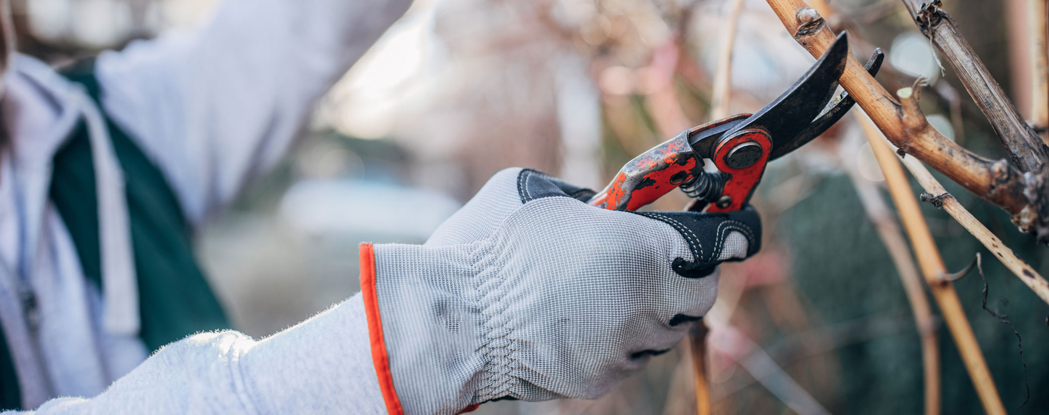 Pruning: mechanical v manual