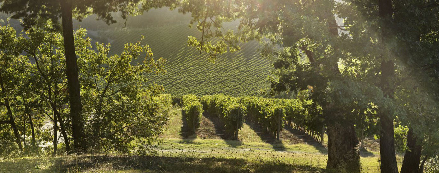 Ruffino’s €8m investment in sustainability