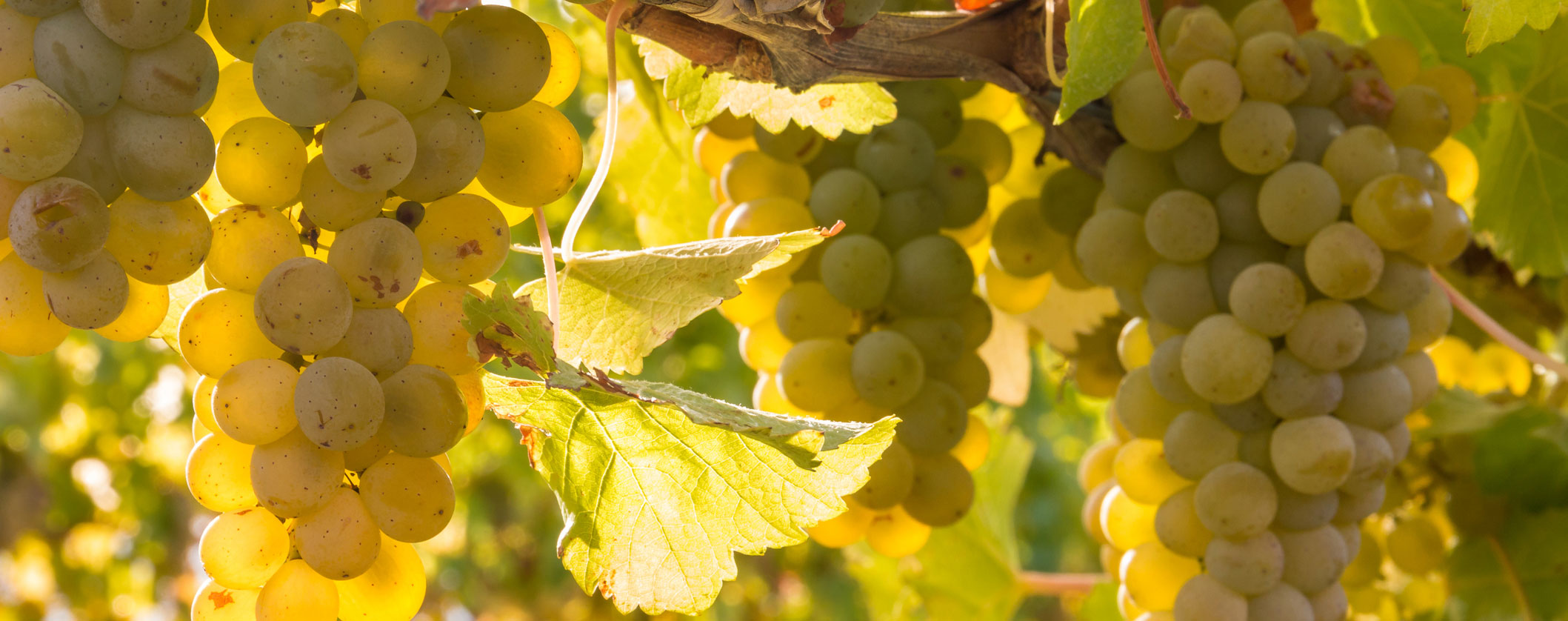The impact of vessel choice on Sauvignon Blanc