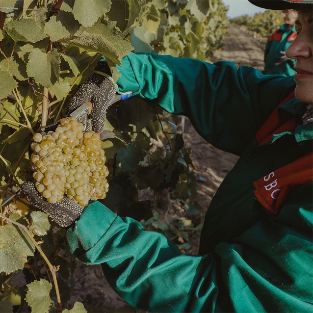 Shabo-harvesting