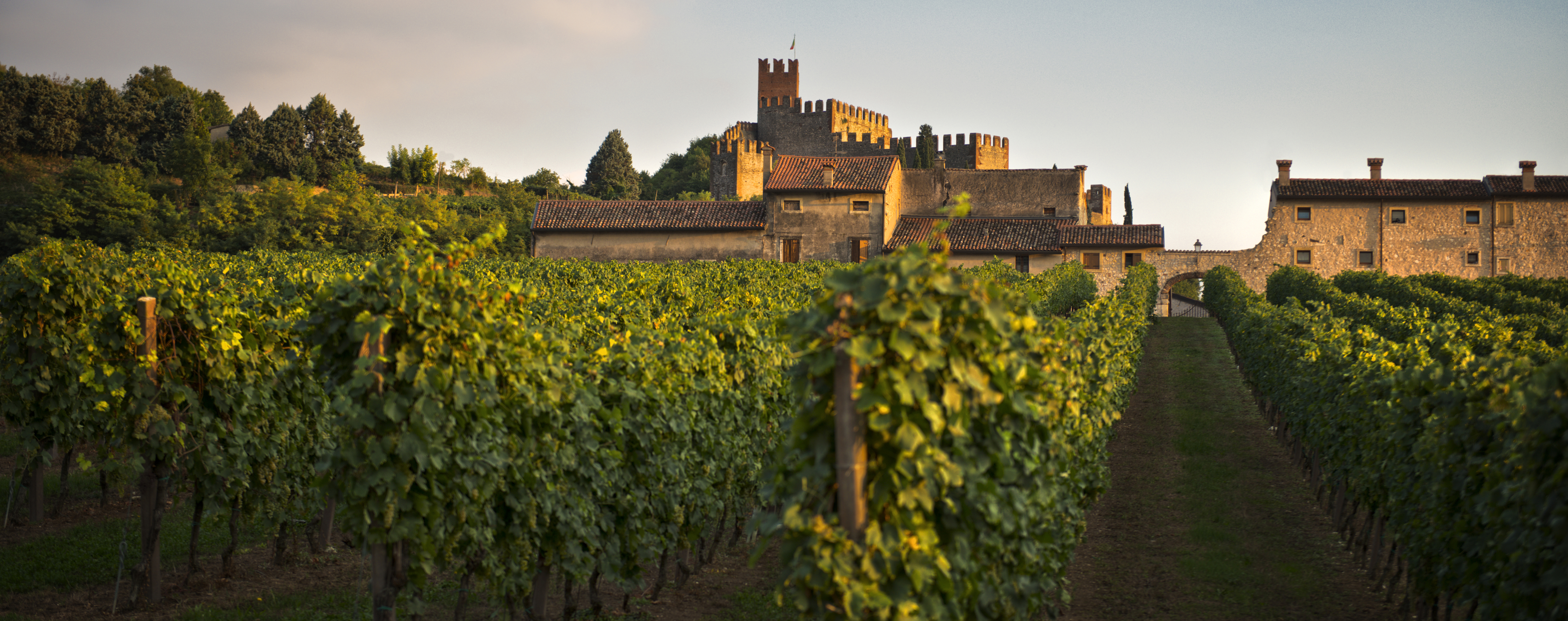 Why is Soave cutting yields by 10%?