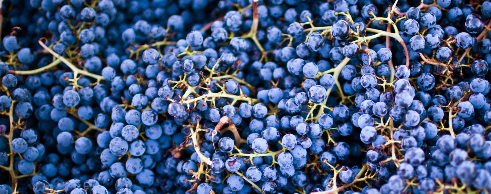 How stems make dry wines taste sweet