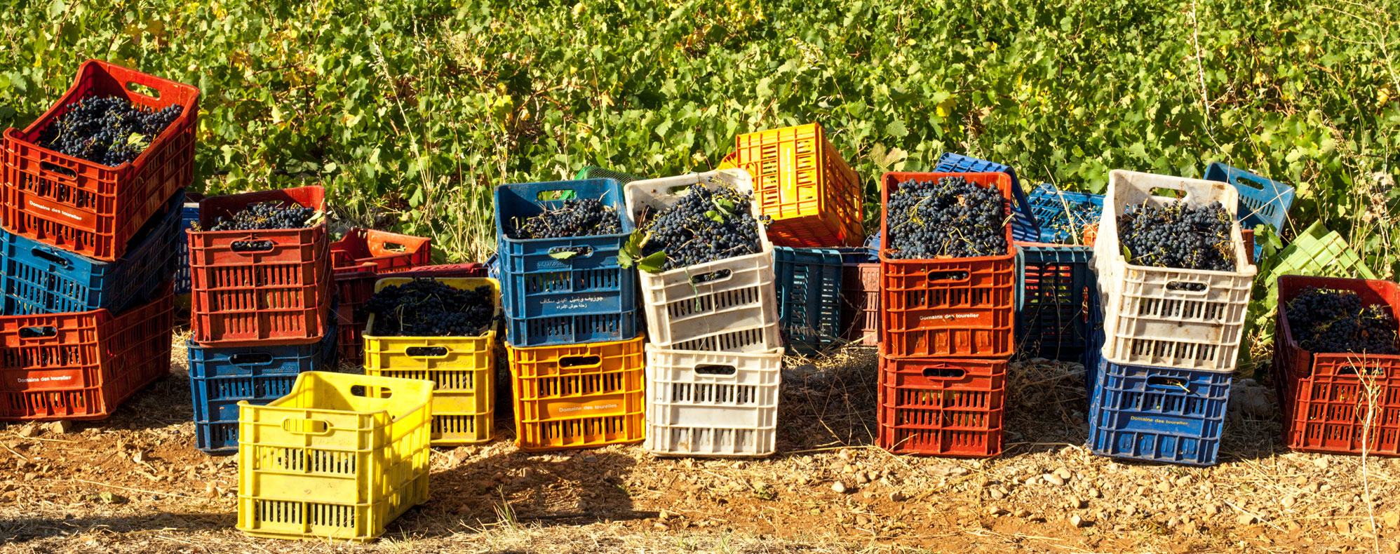 #harvest2020: Lebanon's challenging vintage