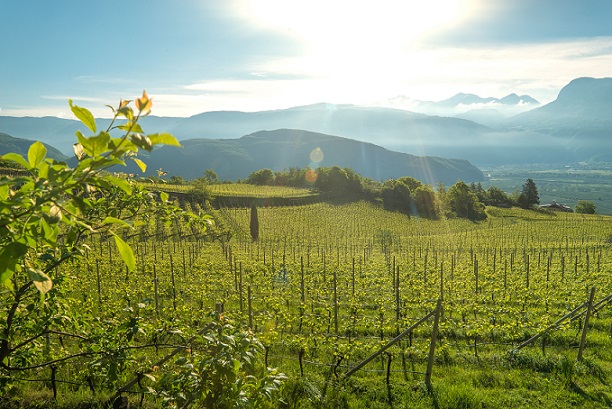 Tramin_vineyards