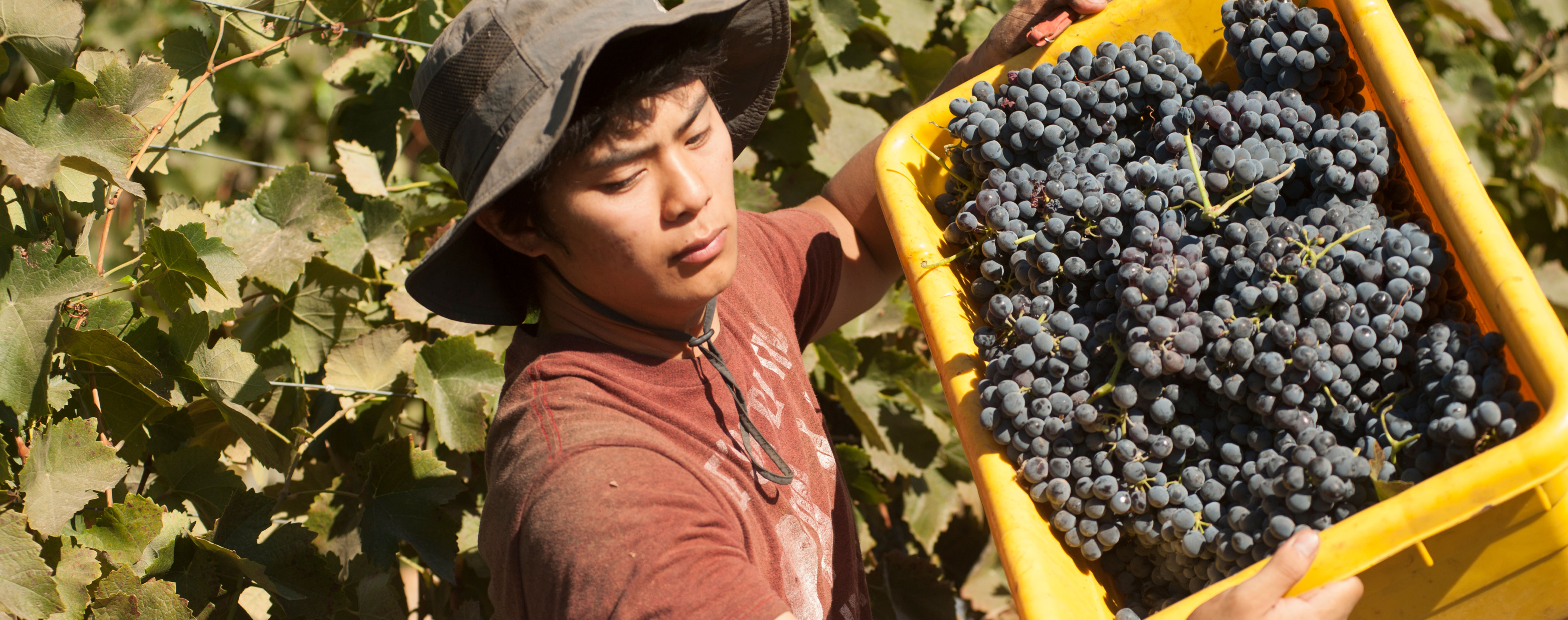 Climate change: how Cabernet can survive
