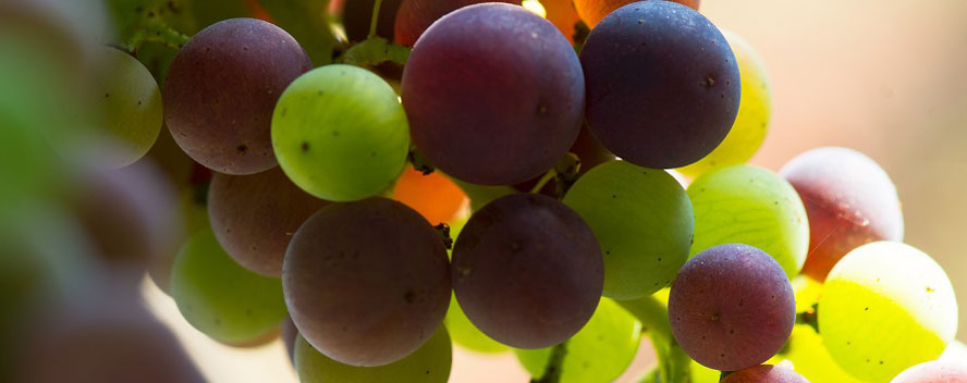 Veraison canopy management tips