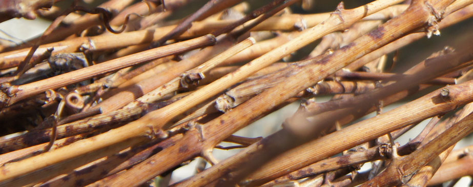 Toasted vine shoots: an eco-friendly alternative to oak chips?