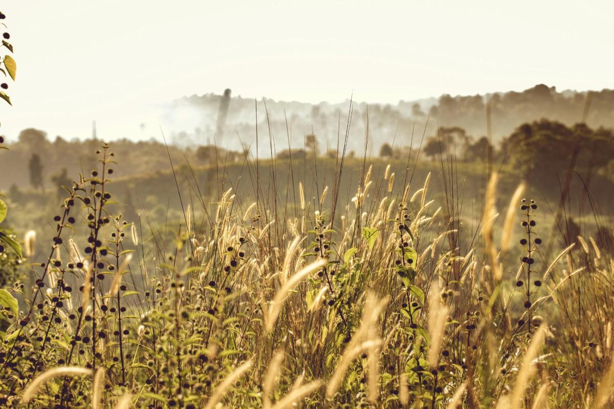 The Rise of Regenerative Viticulture