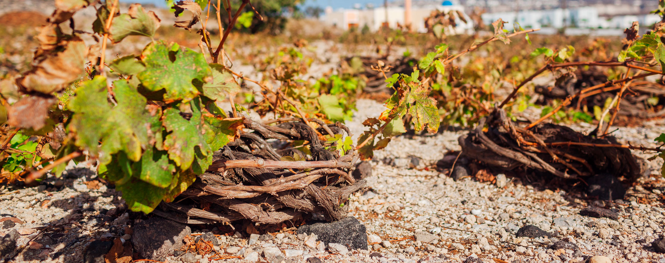 Le mode de conduite des vignes pour les vagues de chaleur